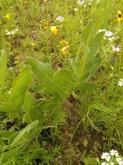Silphium laciniatum laciniatum