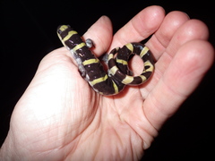 Ambystoma annulatum