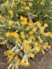 Tetradymia spinosa