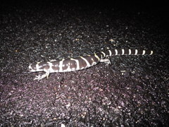 Ambystoma annulatum