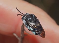 Thyreus caeruleopunctatus