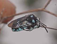 Thyreus caeruleopunctatus