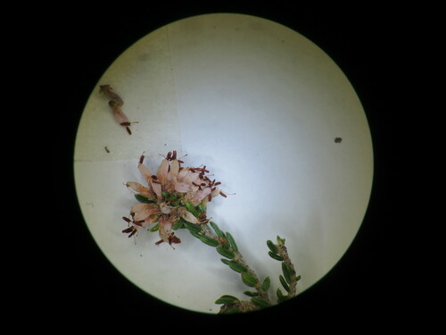 Image of Nutfruit Heath (Erica glabra) by (c) linkie, some rights reserved (CC BY)