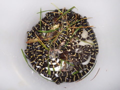 Ambystoma annulatum