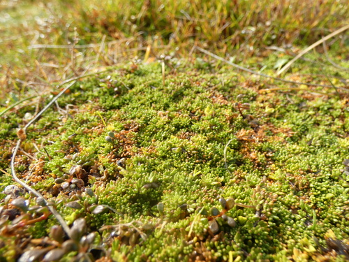 Euphrasia repens observed 2023-03-27