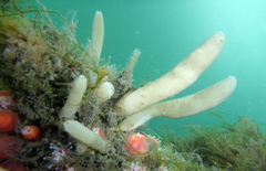 Calcarea