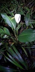 Spathiphyllum