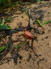 Hymenaea courbaril