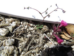 Nemacladus parikhiae