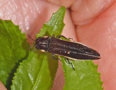 Agrilus australasiae