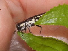 Agrilus australasiae