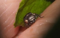 Agrilus australasiae