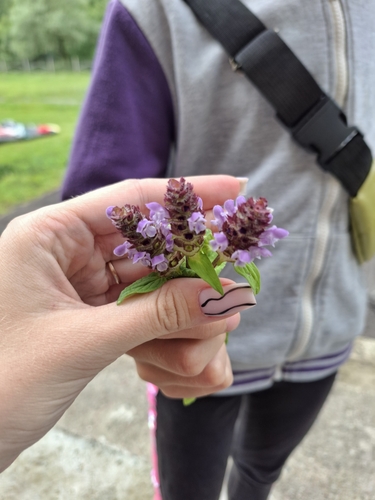 common selfheal