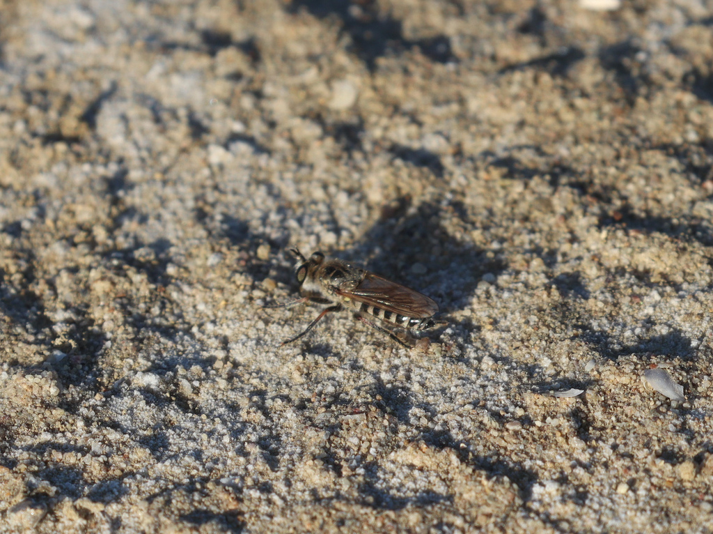 Laphystia erberi