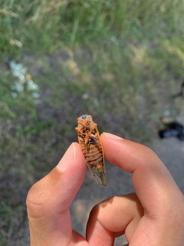 Neotredecim Periodical Cicada photo 5