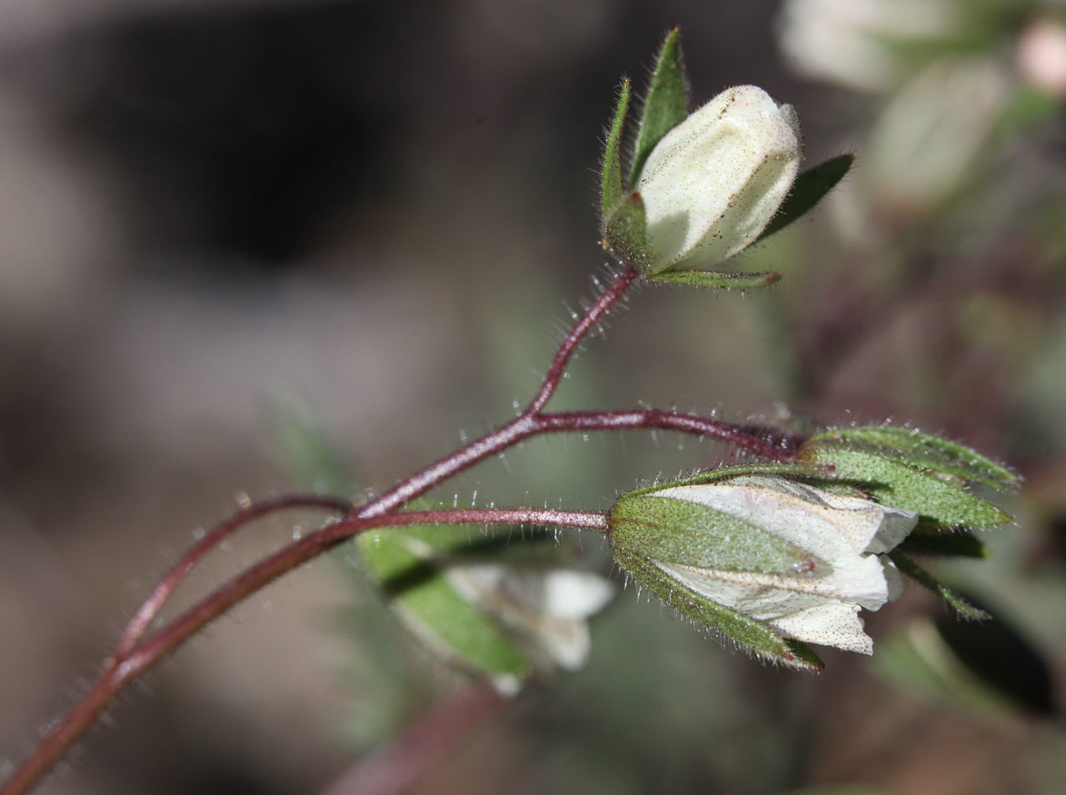 Emmenanthe rosea