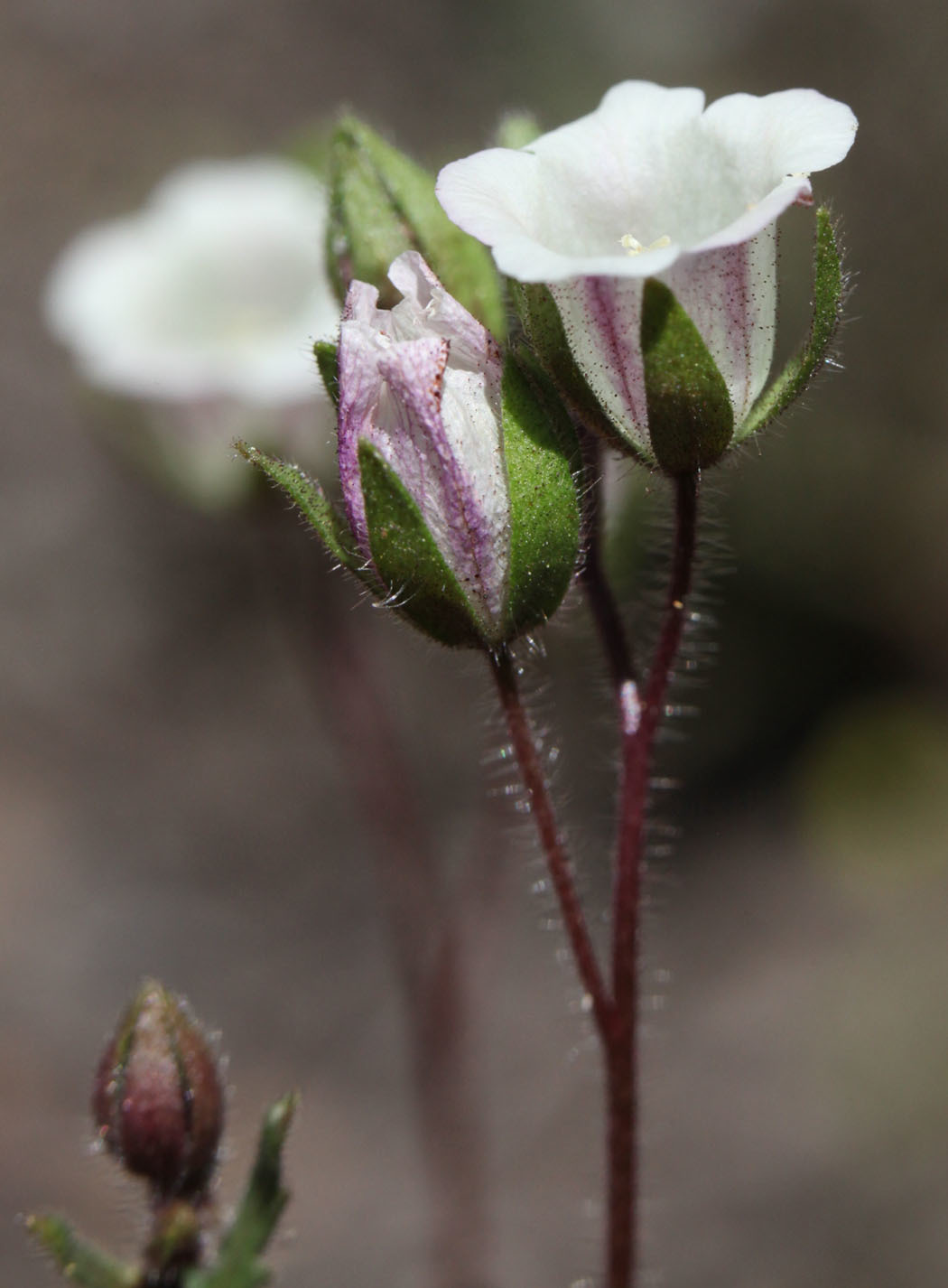 Emmenanthe rosea