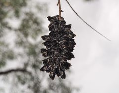 Megachile lucidiventris