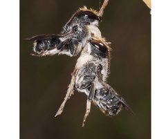 Megachile lucidiventris