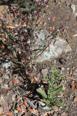 Emmenanthe penduliflora penduliflora