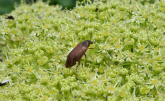 Araeopidius monachus