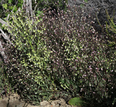 Emmenanthe penduliflora penduliflora