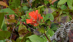 Castilleja litoralis