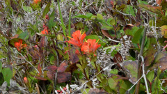 Castilleja litoralis