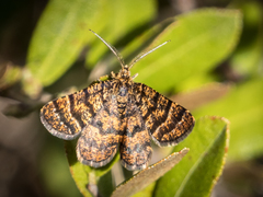 Epelis truncataria