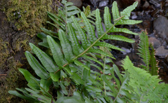 Polypodium scouleri image
