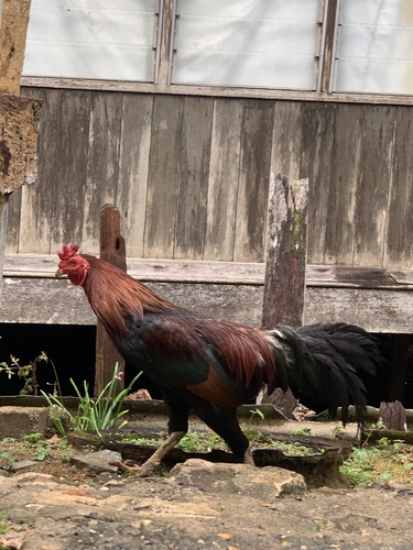 Domestic Chicken