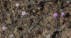 Leptosiphon ambiguus