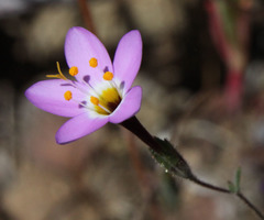 Leptosiphon ambiguus