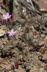 Leptosiphon ambiguus