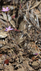 Leptosiphon ambiguus