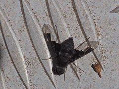 Anthrax dolabratus