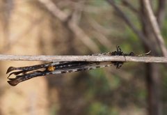 Periclystus circuiter