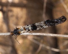 Periclystus circuiter