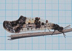 Periclystus circuiter