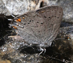 Satyrium californica