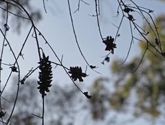 Megachile lucidiventris