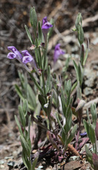 Scutellaria siphocampyloides