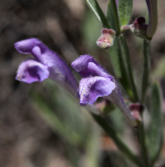Scutellaria siphocampyloides
