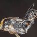 Megachile lucidiventris - Photo (c) Linda Rogan EntSocVic, some rights reserved (CC BY-NC-SA), uploaded by Linda Rogan EntSocVic
