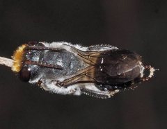 Megachile lucidiventris