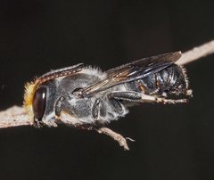 Megachile lucidiventris