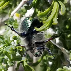 Paracotalpa granicollis