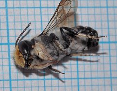 Megachile lucidiventris