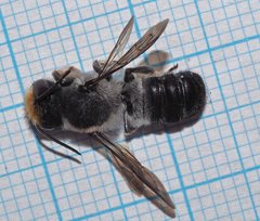 Megachile lucidiventris