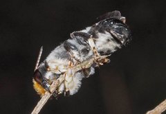 Megachile lucidiventris